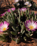 Antimima ventricosa