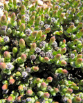 Antimima watermeyeri