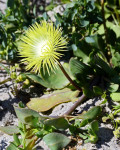 Apatesia pillansii​
