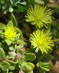 Aptenia haeckeliana