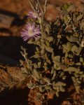 Arenifera