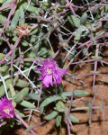 Arenifera pungens
