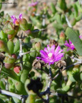 Arenifera spinescens