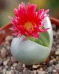 Argyroderma