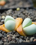 Argyroderma congregatum