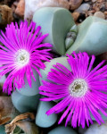 Argyroderma delaetii