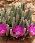 Argyroderma fissum