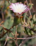 Aridaria