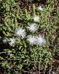 Aridaria noctiflora