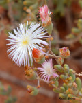 Aridaria serotina