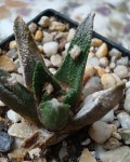 Ariocarpus Bravoanus