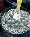 Ariocarpus Fissuratus