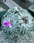 Ariocarpus Kotschoubeyanus