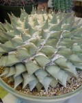 Ariocarpus Retusus