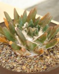 Ariocarpus Scaphirostris