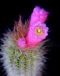 Arrojadoa Rhodantha