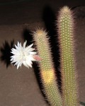 Arthrocereus Spinosissimus