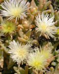 Aspazoma