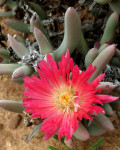 Astridia dulcis