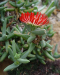 Astridia longifolia