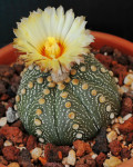 Astrophytum asterias