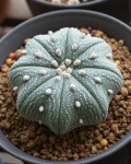 Astrophytum asterias cv. Star type