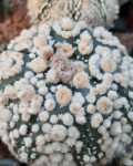 Astrophytum asterias 'Hanazono'