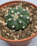 Astrophytum asterias 'Nudum'