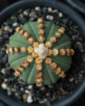 Astrophytum asterias 'Ooibo Kabuto'