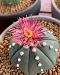 Astrophytum asterias 'Shinshowa Red'