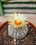 Astrophytum asterias 'Super Kabuto'