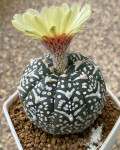 Astrophytum asterias 'V Type'