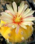 Astrophytum asterias var. nudum f. aurea