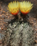 Astrophytum capricorne