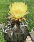 Astrophytum capricorne "Crassispinoides"