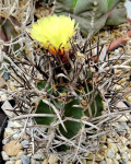 Astrophytum capricorne var. crassispinum