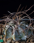 Astrophytum capricorne var. minus