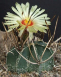 astrophytum capricorne var. niveum