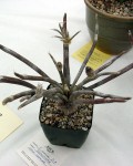 Astrophytum Caput-medusae