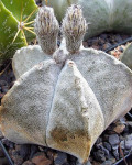 Astrophytum coahuilense