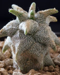 Astrophytum coahuilense cv. Hakuran