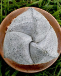 Astrophytum coahuilense f. tricostatum