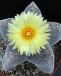 Astrophytum myriostigma