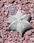 Astrophytum Myriostigma