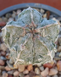 Astrophytum myriostigma 'Fukuryu Hakujo'