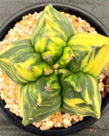 Astrophytum myriostigma "Kikko" variegata