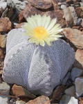 Astrophytum myriostigma 'Onzuka'