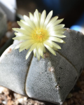 Astrophytum myriostigma var. quadricostatum