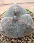 Astrophytum myriostigma var. tricostatum