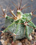 Astrophytum ornatum